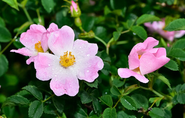 Natural flowers growing in rural areas. rosehip flower photos.