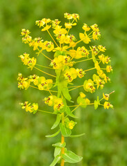 pictures of wild plants, medicinal flowers. photos of spurge flowers.