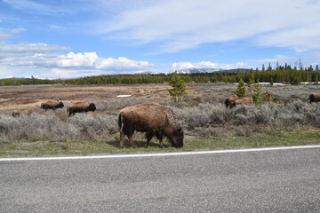 Large wild bison buffalos creating a traffic jam on the roads of Yellowstone National Park, USA