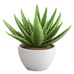 a green aloe vera plant in a white pot 3d render icon isolated on transparent background cutout