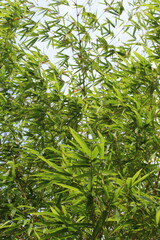 Bamboo Leaf in a breeze