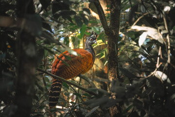 Great Curassow sitting on a tree branch in the forest in the national park Volcano Arenal - Costa Rica