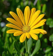 Close-Up of Yellow Dahlia Flower  and Lush Green Leaves