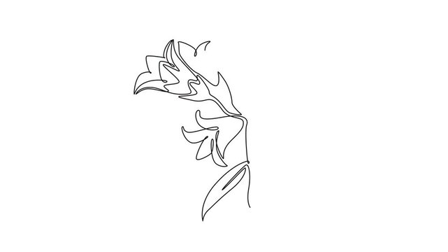 Animated self drawing of continuous line draw of beauty fresh perenial plant for home art wall decor poster print. Printable decorative bluebell flower card ornament. Full length single line animation