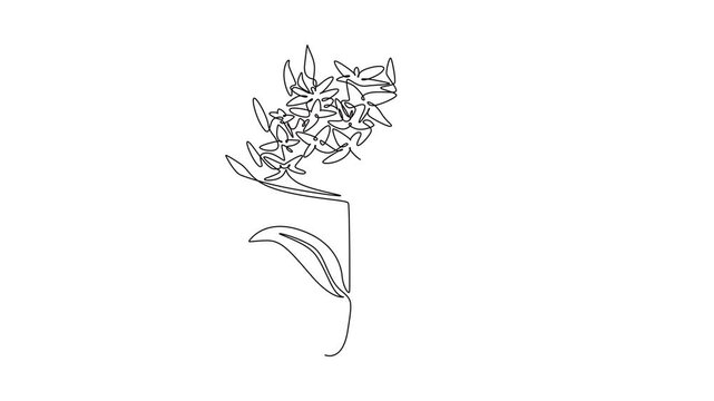 Self drawing animation of single line draw beauty fresh flowering plants for garden logo. Printable decorative ixora flower concept greeting card ornament. Continuous line draw. Full length animated