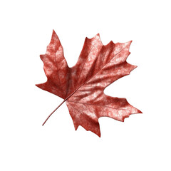 Fototapeta premium a red maple leaf 3d render icon isolated on transparent background cutout