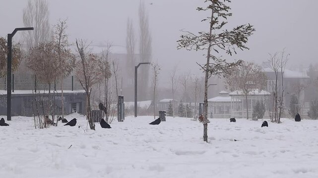 Cows (Western jackdaw, Rook, Hooded crow) in a snowy and foogy garden searching for food. Includes a unique shot of ravens performing a snow bath, creating a captivating, serene winter atmosphere
