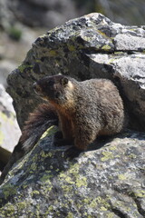 A cute furry marmot rodent looking out from a cliff in Grand Teton National Park, Wyoming