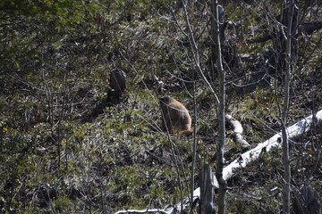 A cute furry marmot rodent looking out from a cliff in Grand Teton National Park, Wyoming