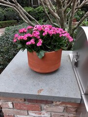 Pink flowers in a pot