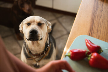 Sweet mix breed dog with closed eyes sitting with his head up and begging for treat in the home...