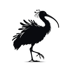 Obraz premium Silhouette of ibis