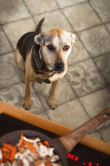 Lifestyle of domestic animals. Mix breed dog looking up at food on stove and begging for feed or...