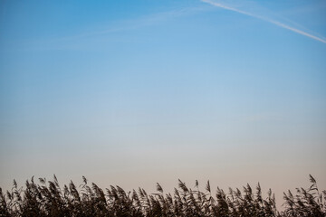 blue sky background and river reeds