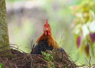 Beautiful rooster in the nest on nature background. Selective focus © nakakouta