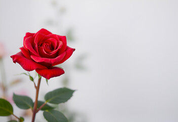 Fototapeta premium red rose on a white background