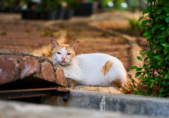 White cat with blue eyes on the background of green grass. Close-up