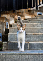 A cat is standing on a stone staircase. The cat is looking up.