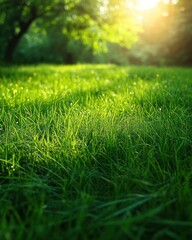 Naklejka premium A sunlit grassy field with vibrant green grass and soft sunlight filtering through trees.