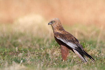 Birds of prey male Marsh harrier Circus aeruginosus, hunting time Poland Europe spring time April