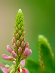 close up of Indigofera spicata or creeping indigo flower in the garden 
