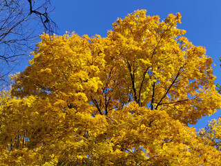 Yellow maple tree in autumn season with blue sky background