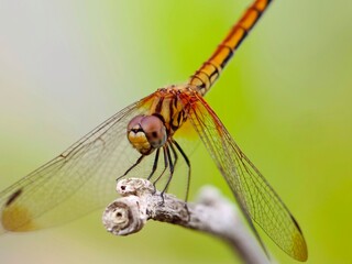 dragonfly on a branch