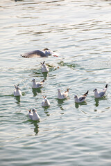 birds on lake
