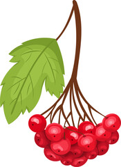 Branch of red viburnum berries with leaves on the branch. Vector cartoon illustration