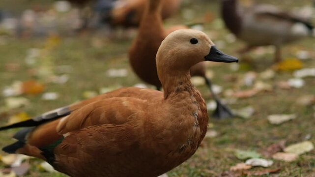The elegant Ogar, or red duck, pecking at food and wandering in a sunny park, surrounded by lush greenery and soft grass
