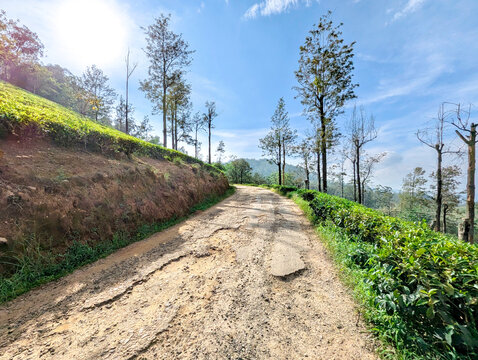 Serene dirt road through lush tea plantations under a clear blue sky, surrounded by greenery and tall trees. This scenic landscape in Sri Lanka showcases the natural beauty of hill country.