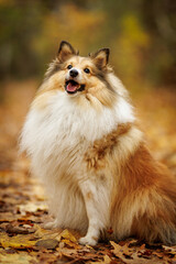 Shetland Sheepdog in autumn forest.