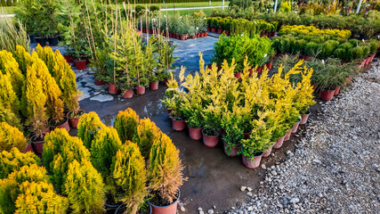Various potted evergreen plants and shrubs displayed in a garden center, ideal for landscaping and Christmas tree shopping