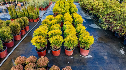 Rows of potted evergreen shrubs at a nursery highlight gardening and sustainability concepts, ideal...