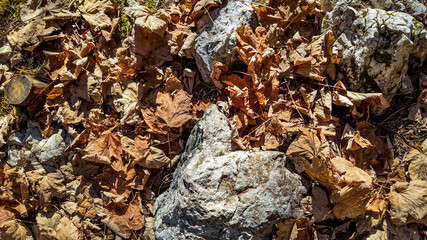 Fallen autumn leaves and rocks create a natural texture, symbolizing the seasonal change and thanksgiving ambiance