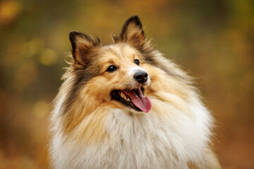 Happy Shetland Sheepdog in Picturesque Autumn Nature