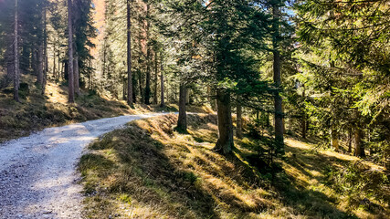 Fototapeta premium Sunlit forest trail winding through lush green trees showcasing the beauty of nature and tranquility, ideal for Earth Day celebrations