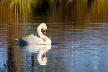 a mute swan is floating on the water