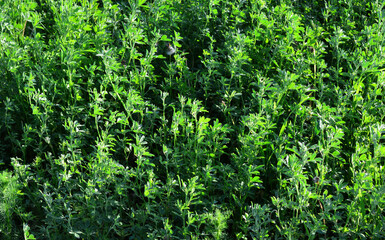 a background with green plants isolated top view 