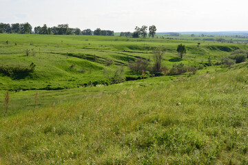 a field with a few hills and a few trees in the background