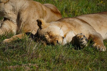 Lioness sleeping in the grass