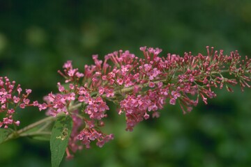 Buddleia davidii  ‘Pink Delight’ - Butterfly Bush
