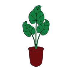 Alocasia Polly plant vector illustration