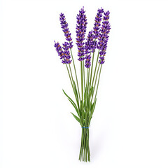 Fototapeta premium vibrant bouquet of lavender flowers with green stems, showcasing their beautiful purple hues. Perfect for adding touch of nature to any space
