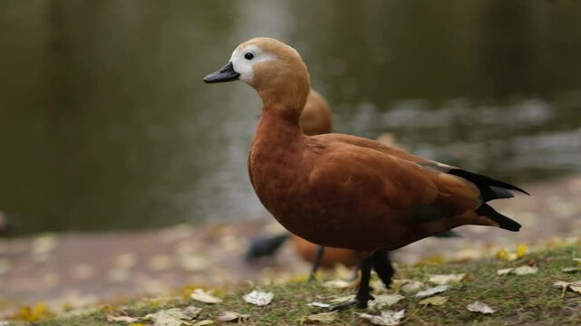 The elegant Ogar, or red duck, pecking at food and wandering in a sunny park, surrounded by lush greenery and soft grass