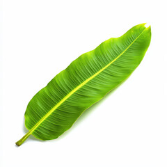 Obraz premium Large green banana leaf with prominent veins and smooth texture, ideal for tropical themes and nature inspired designs