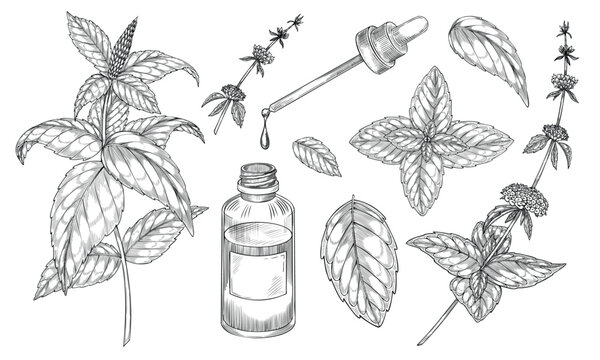 Mint vector illustration. Outline drawing of medical herb with vintage glass bottle with dropper painted by black inks in linear style. Etching of kitchen plant for aromatherapy or cooking.