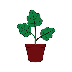 fiddle leaf fig plant vector illustration