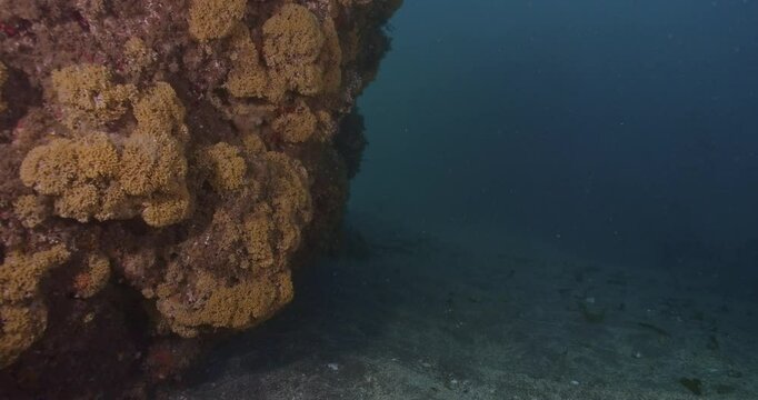 Colonies of Southern Staghorn Bryazoans.