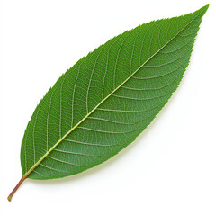 Obraz premium close up view of green leaf showcasing its intricate texture and veins. vibrant color and detailed structure highlight beauty of nature